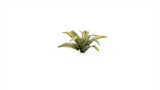 Static Tuft Laser Plants - Deer Fern LTG GSG-GGLP-DF