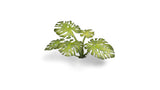 Static Tuft Laser Plants - Monstera LTG GSG-GGLP-MT
